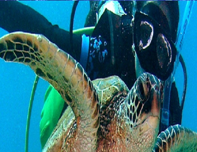 Buceo con tortugas marinas